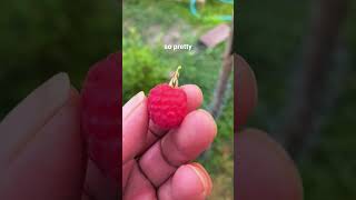 My first red raspberry yay hum #garden
