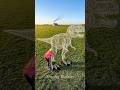 I Turned My Countryside Field Into a Roaring T-Rex Topiary 🦖🌿