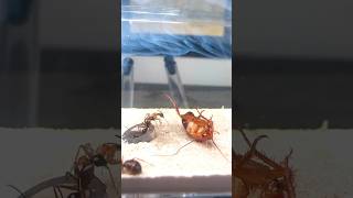 Feeding My Carpenter Ants