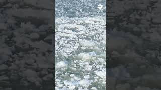 Ice pancakes on Lake Michigan