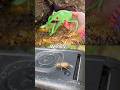 Bug Insect Names | Kids Learn by the Branch: Weevil Dragonfly Stink Bug Spider Slug
