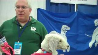 AKC Meet the Breeds: Bedlington Terrier