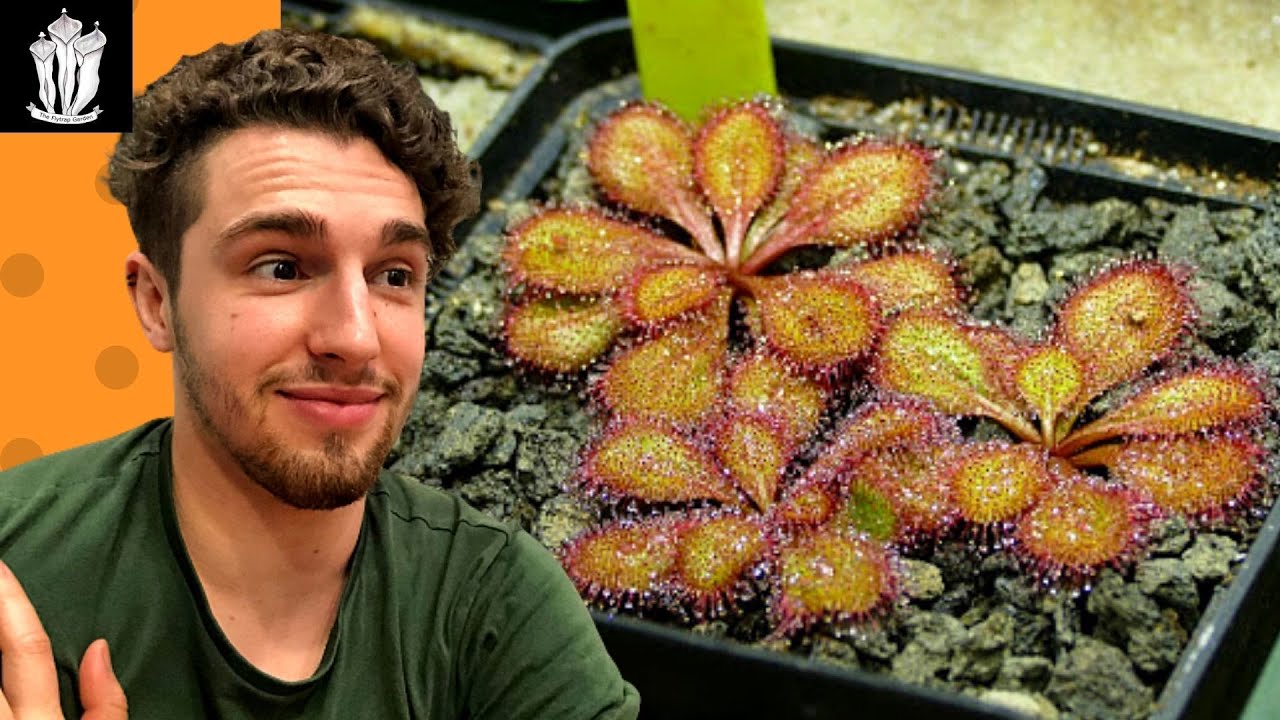 Sowing Hundreds of Carnivorous Seeds - How To Sow Drosera Seeds