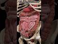 Witness and incredible journey of food through the small and large intestine. #biology #shorts