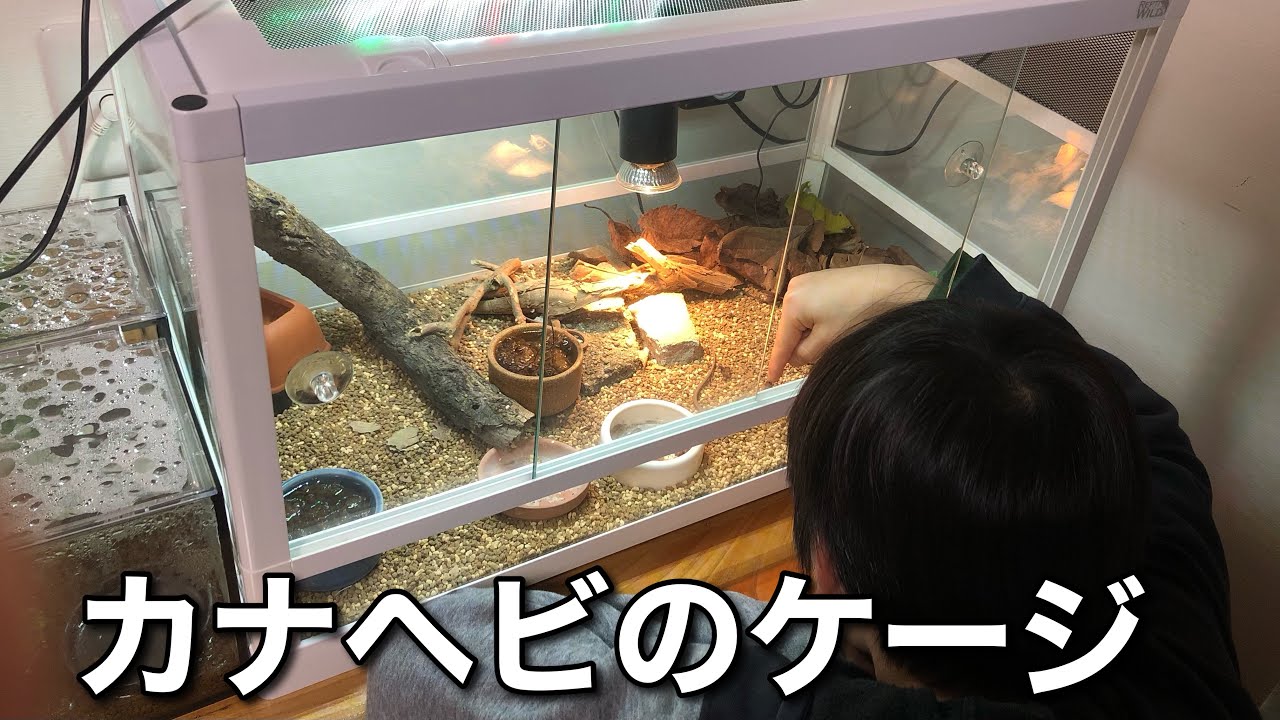 小動物ケージレビュー】パンテオンWH6035の良いところと悪いところ