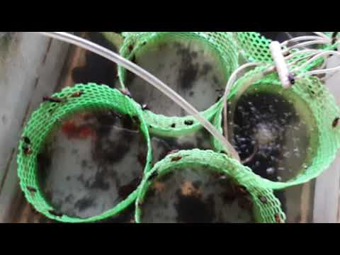 Video Cách nhận biết độ tuổi chính xác của cà cuống - youtube