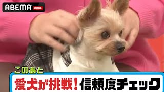 【癒し動画🐕】おやつVS飼い主！誘惑に負けずに御主人様の所に辿りつける？みちょぱ・野呂佳代・佐々木健介‟愛犬家