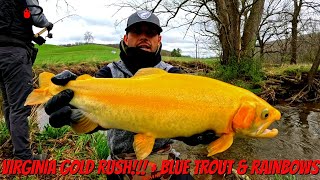 Famous Virginia Gold Rush!!! + Bonus Blue Trout & Rainbows Wealth