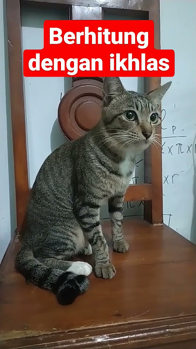 sekelebat bayangan #shorts #shortvideo #kucing #luffy