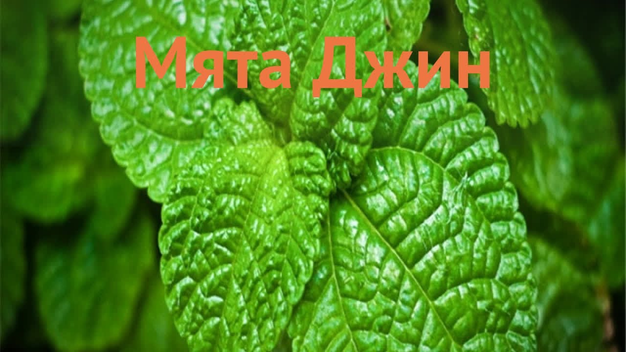 Листья Мяты Фото