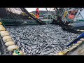 Amazing This is How Catch Hundreds Tons Tuna - Fishermen Net Fishing Big Catching on The Sea