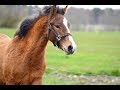 Veliir 03.05.2018 / Estonian Native Horse