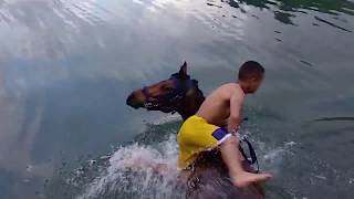 HORSE Bathing in the river. Bathe the horse