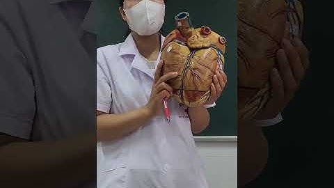 Y cơ sở 1 (VUTM) -- Thực hành giải phẫu buổi 2 (Hệ tuần hoàn, hệ hô hấp)