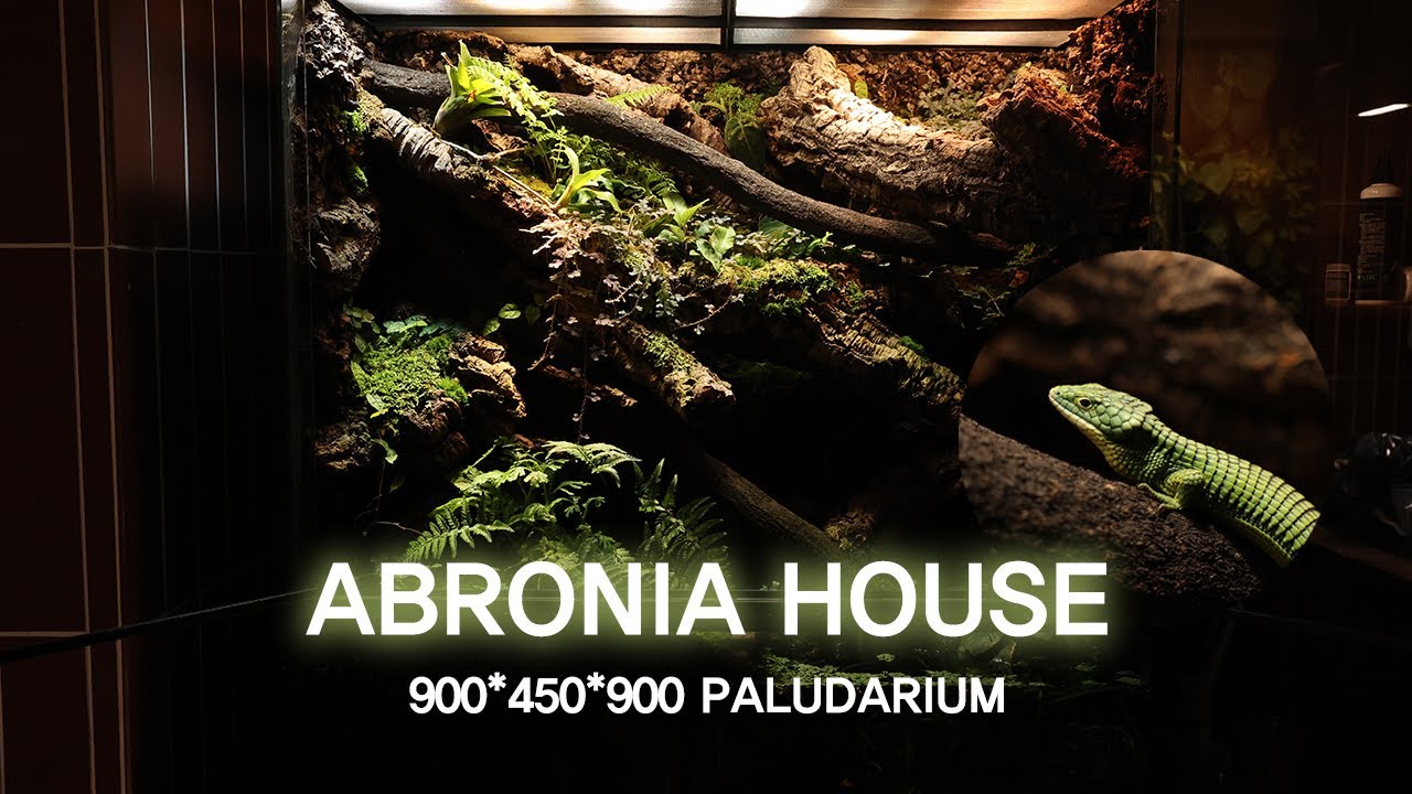 Making a Abronia Paludarium and 4 months later | 아브로니아 팔루다리움 만들기 그리고 4달 후