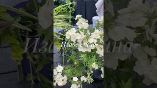 Какой флокс пахнет сиренью?