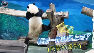 20230320 圓寶輕鬆跨橫木展現長腿優勢，一日生活作息濃縮篇  The Giant Panda Yuan Bao