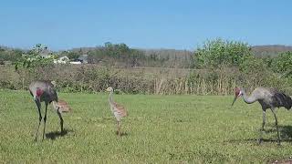 Sandhill Crane Family With 2 Cute Babies