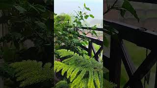 #ytshorts #nature #love #viralvideo #flowers #trendingshort #sad #music #barish #naturalrainsound