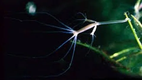 The Undying Hydra: A Freshwater Mini-Monster That Defies Aging | Deep Look (From deep look not mine)