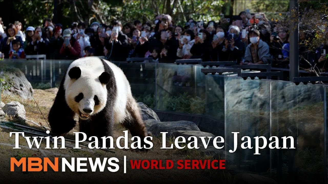 pandaページ 8800ZZV_Panda-Playtime-1.jpg