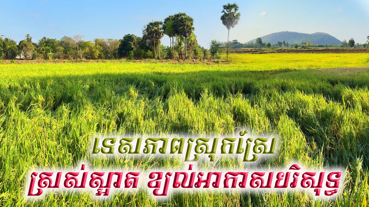 ទេសភាពស្រុកស្រែពេលព្រឹកខ្យល់អាកាសត្រជាក់ល្អណាស់ ទេសភាពស្អាត