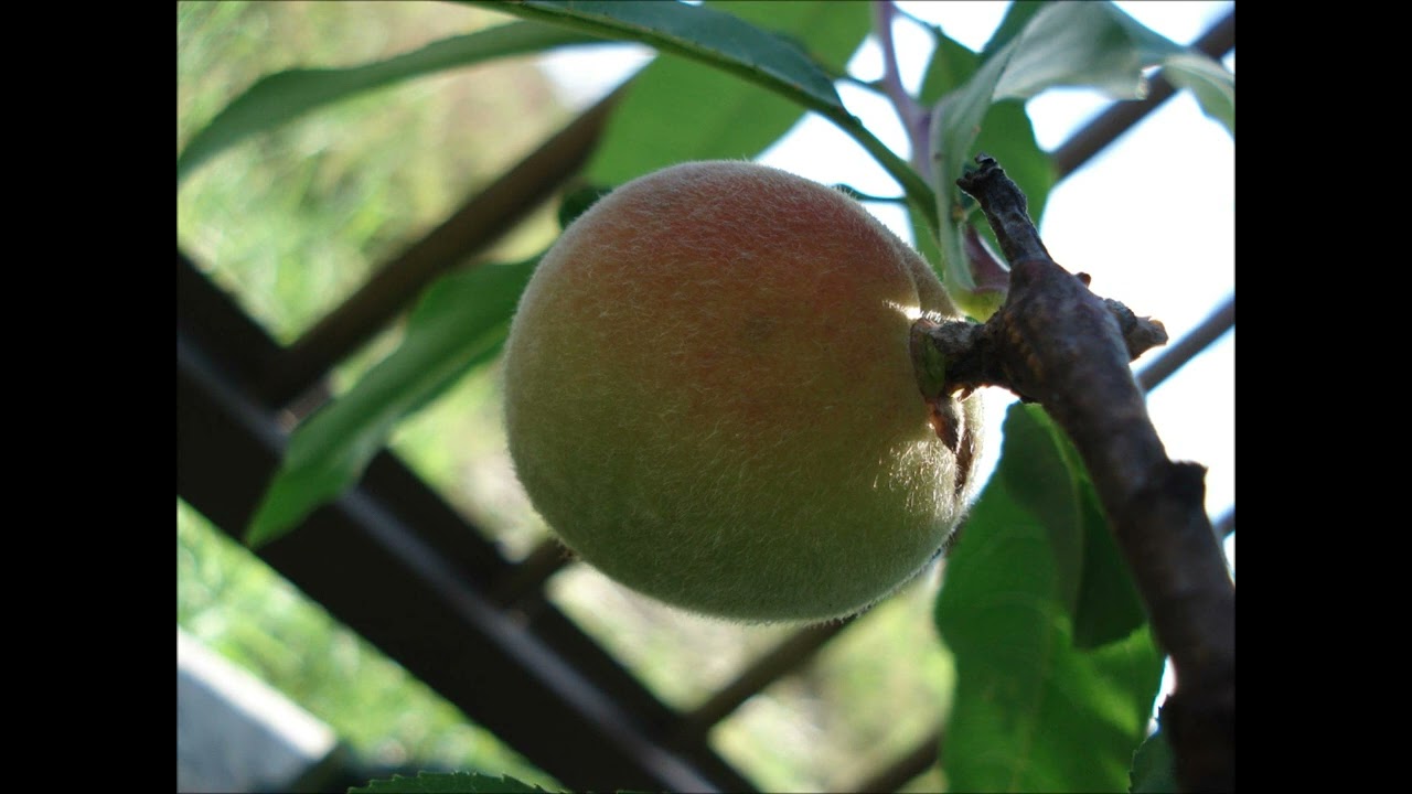 （７）ザ・ゴールデン・カップス／人生は気まぐれ／エディ藩／アイ高野／柳ジョージ 7）ザ・ゴールデン・カップス／人生は気まぐれ／エディ藩／アイ高野