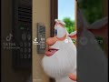 Буба нейросеть 3 сезон 3 серия Буба решил пошалить 