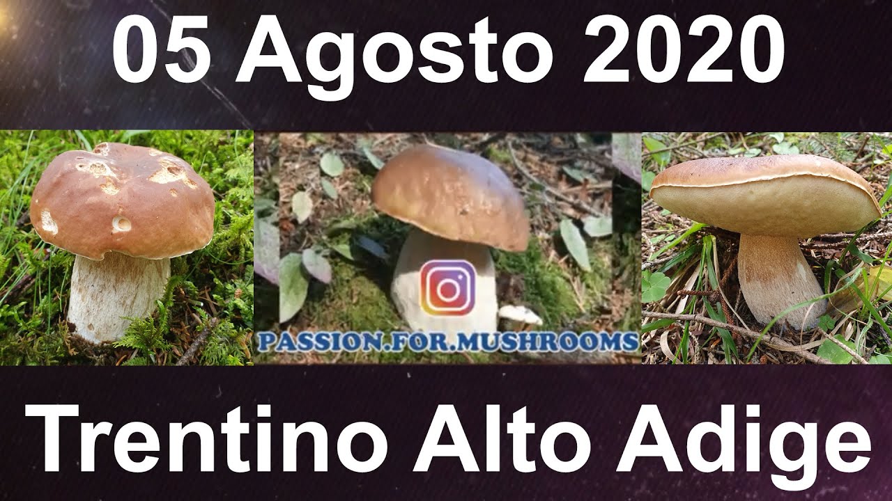 PORCINI 2020 AGOSTO FUNGHI BOMBE DOPO LA PIOGGIA IN TRENTINO YouTube