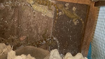 Tắc kè bông vàng , giá tắc kè hiện nay | tắc kè Phúc Hậu