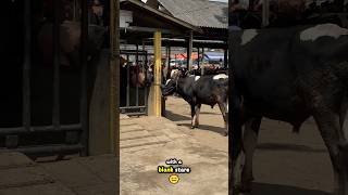 This cow looks dazed with blank stare 🫣 #cowvideos #cowsounds