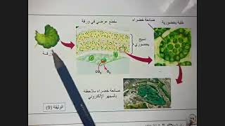 علاقة التركيب الضوئي والتركيب الحيوى حصة zoom اولى ثانوي علوم الجزء الثانى