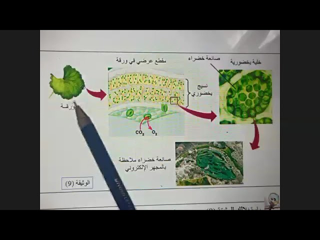 علاقة التركيب الضوئي والتركيب الحيوى حصة zoom اولى ثانوي علوم الجزء الثانى