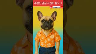 주름진 얼굴과 박쥐같은 귀 프렌치 불도그를 소개해요 #프렌치블도그