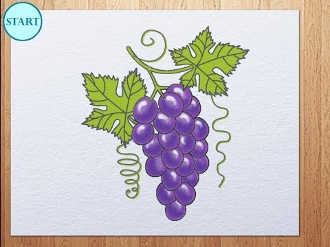 How to draw grape - YouTube