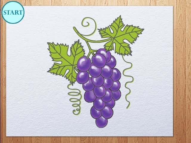 Grape Vines  Vine drawing, Grape drawing, Grape painting