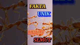 Beberapa Fakta unik hewan semut