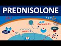 Prednisolone - Mechanism, side effects, precautions & uses