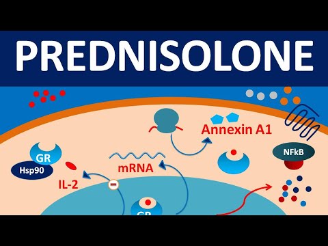 Prednisolone - മെക്കാനിസം, പാർശ്വഫലങ്ങൾ, മുൻകരുതലുകളും ഉപയോഗങ്ങളും