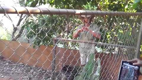 Monster croc in crocodile park
