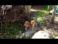 柴犬の赤ちゃん 生後2ヶ月