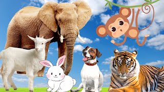 Cute little animals - Dog, Monkey, Rabbit, Duck, Cat - Animal Sounds by Animal Paradise 149,147 views 1 year ago 8 minutes, 38 seconds