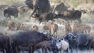 LIONS bring down BUFFALO. 4 of BIG 5 in 1 sighting. Awesome interaction! 🦁🐃🐘🦏