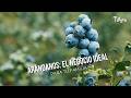 Arándanos: El negocio ideal para tu familia- TvAgro por Juan Gonzalo Angel