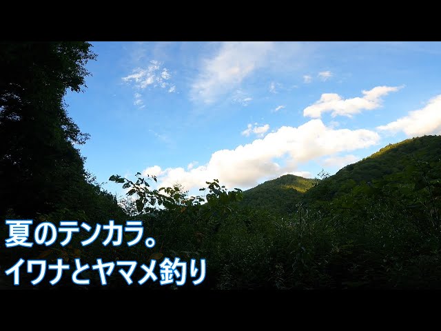 ▼ つり人 渓流フィールド 三河・遠江 ヤマメ イワナ 釣り場 テンカラ ③a 夏のテンカラ。イワナとヤマメ釣り【渓流釣り】 - YouTube