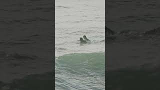 Sunset Cliffs Charging Hard 🌊 #shorts #surf #surfing