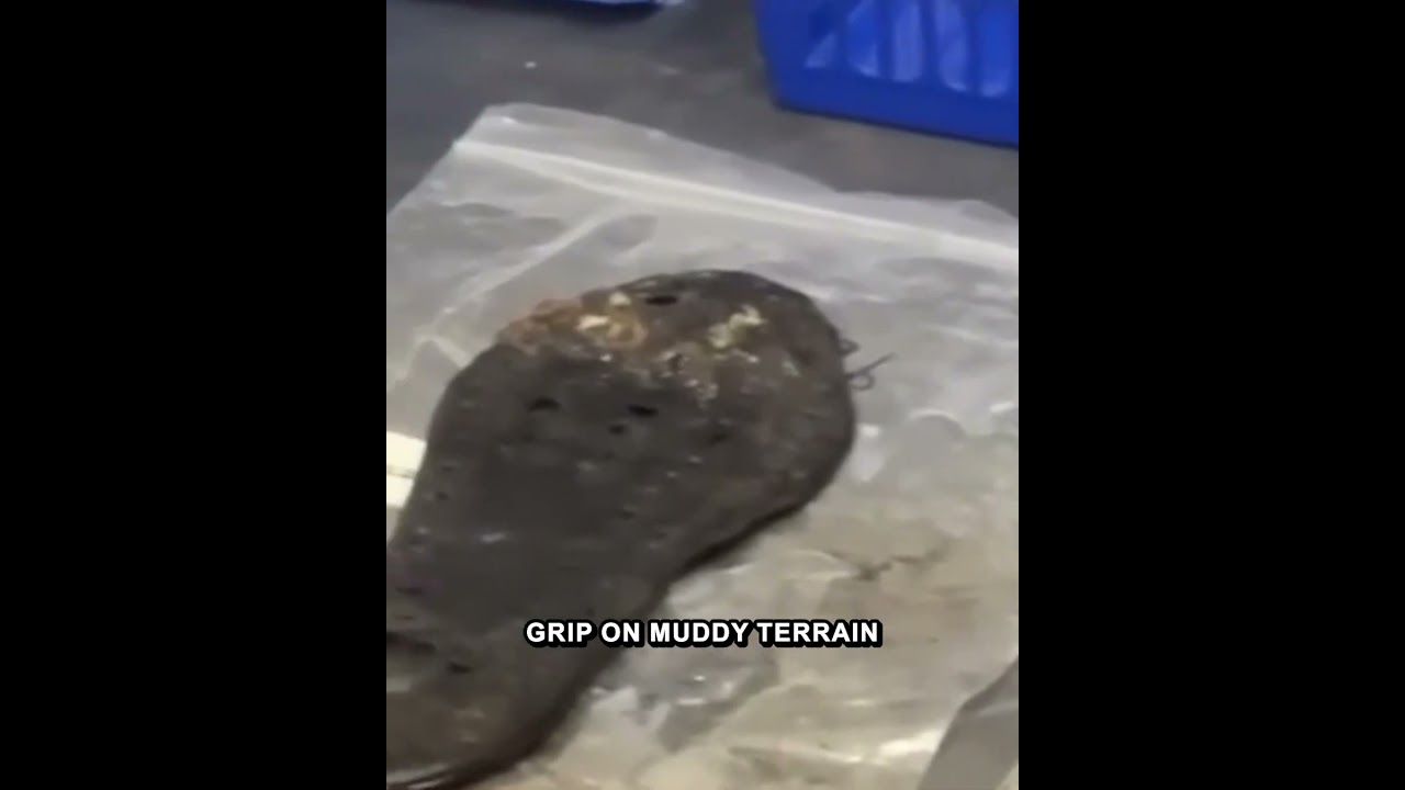 Preserved Roman Military Footwear Reveals Sophisticated Two-thousand Year Old Construction Technique