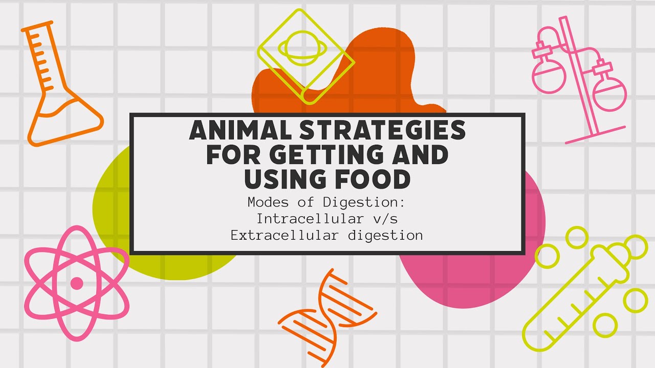 Modes of digestion and animal strategies for getting and using food | Researchology