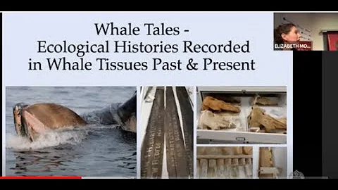Whale Tales:  Ecological Histories Recorded in Wha...