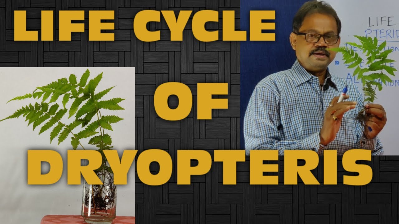 LIFE CYCLE OF DRYOPTERIS || DIPLOHAPLONTIC - ALTERNATION OF GENERATION || EDUSCOPE ||